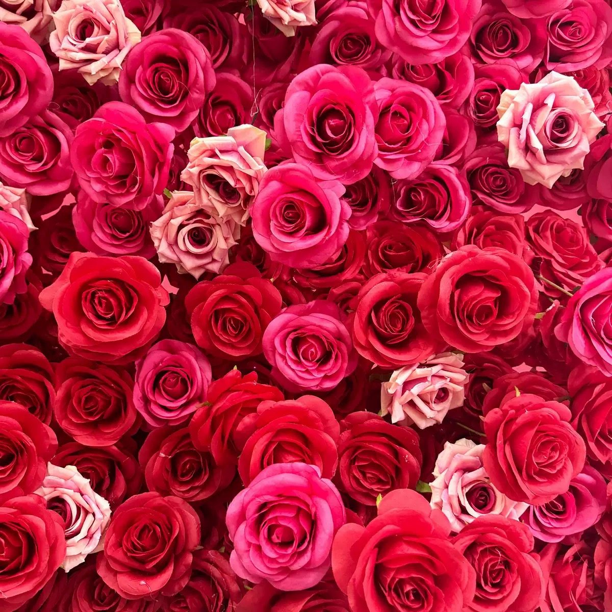 Roseytime 5D Hot Pink Gradient Flower Wall Roll Up Fabric Back #RTW358