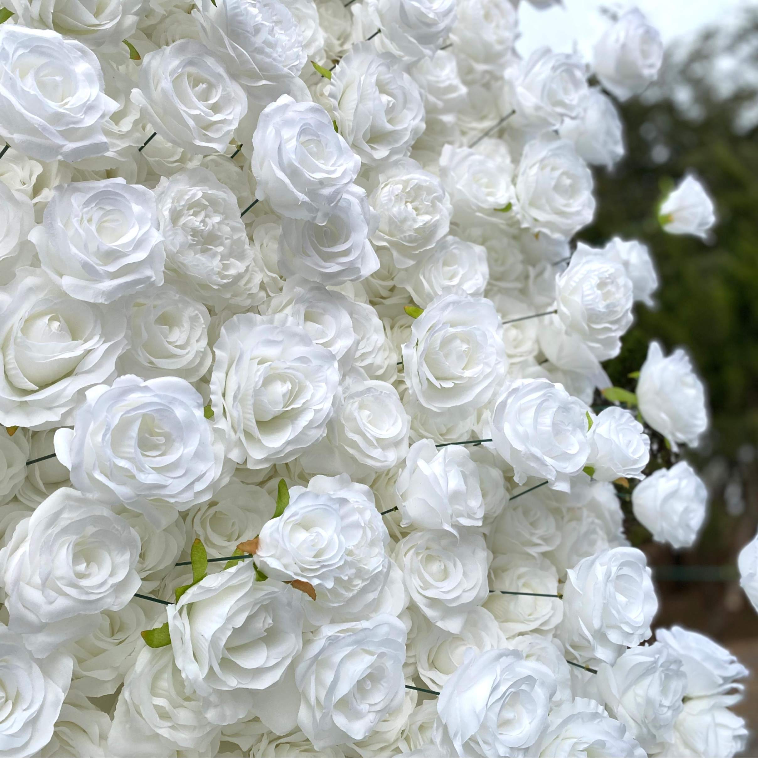 Roseytime 3D Flower Wall White Roses with Austin Roses Roll Up Fabric Back #RTW178