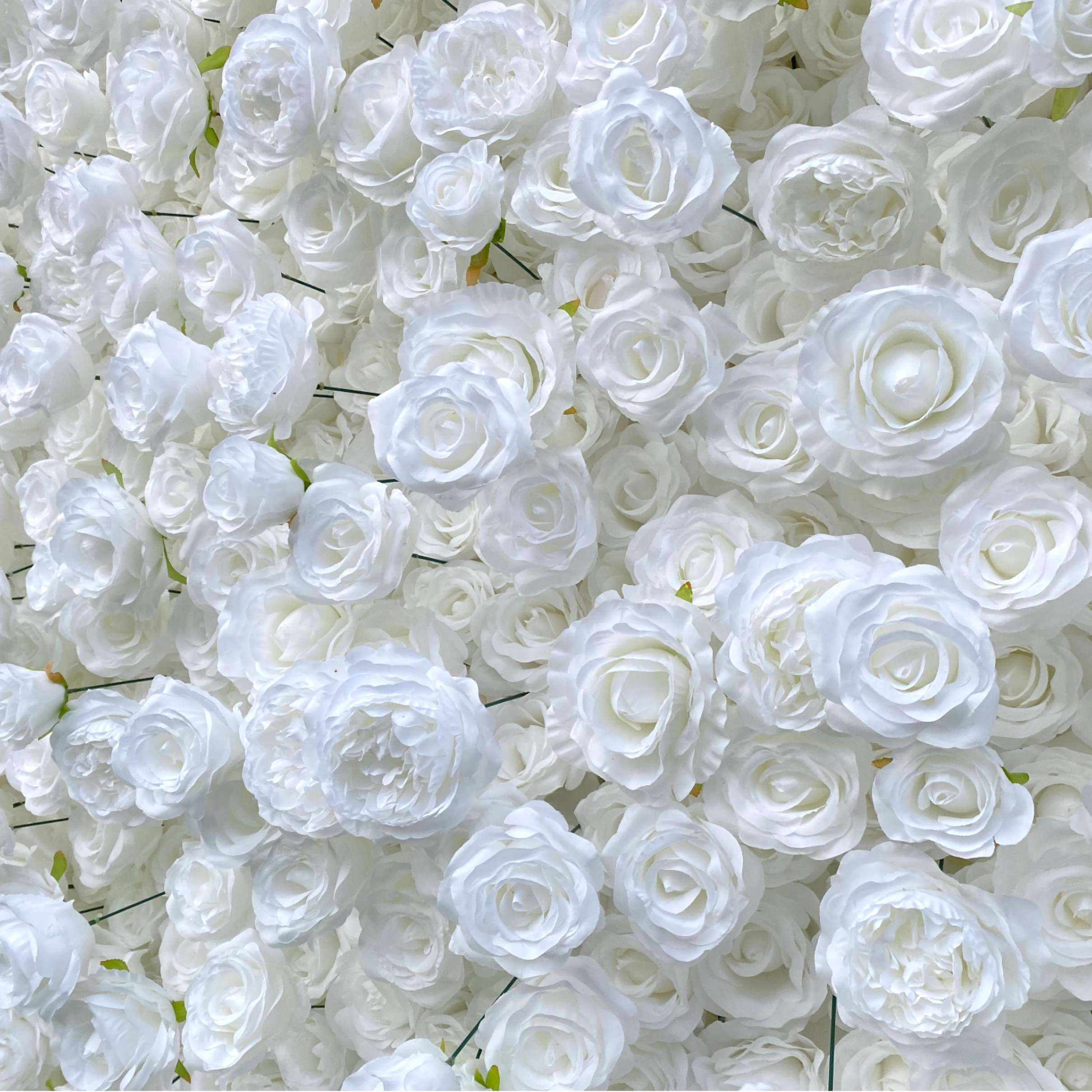 Roseytime 3D Flower Wall White Roses with Austin Roses Roll Up Fabric Back #RTW178